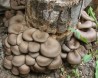 Урожайный грибной набор для Вашего сада!